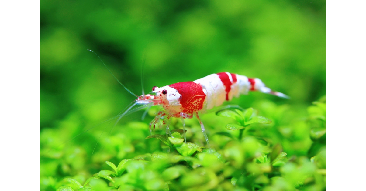 Les Crevettes D Eau Douce Neocaridina Et Caridina Besoins Aquarium